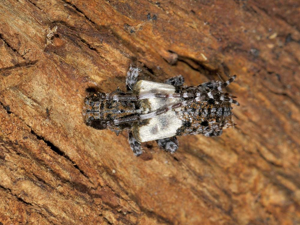 Pogonocherus hispidulus